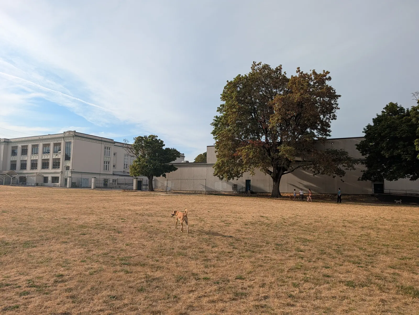 A dog carrying a ball across the dry grass field at Sellwood Middle School while owners and more dogs gather under a large tree near the school building